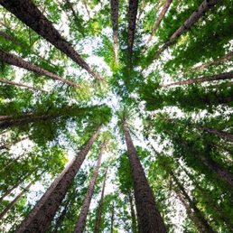 Trees