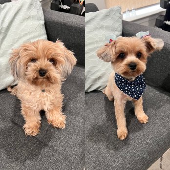 Pretty Paws - Morkie - Pet Groomers Near Me - Chantilly, Virginia