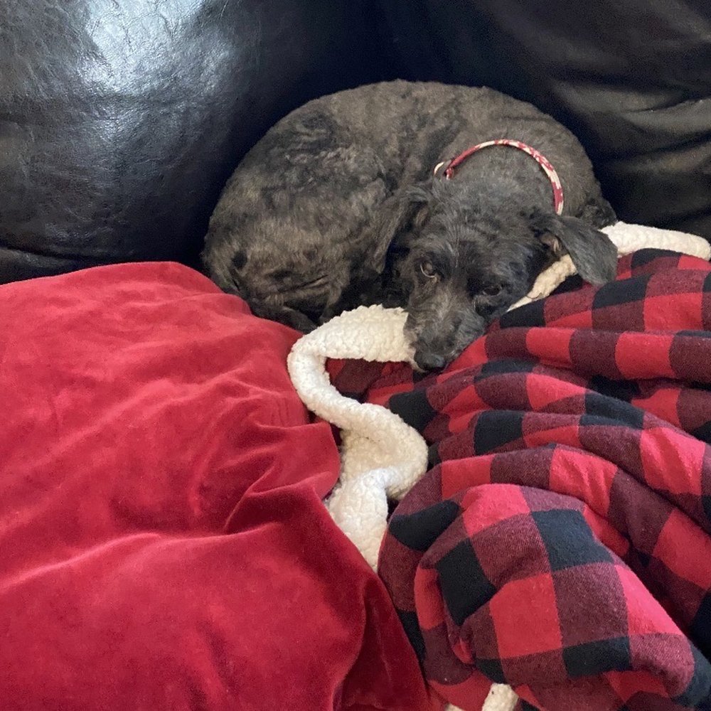 She is also a poodle She is also a poodle