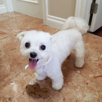 Healthy Spot - Studio City - Sage is awesome - Pet Groomers Near Me - Studio City, California