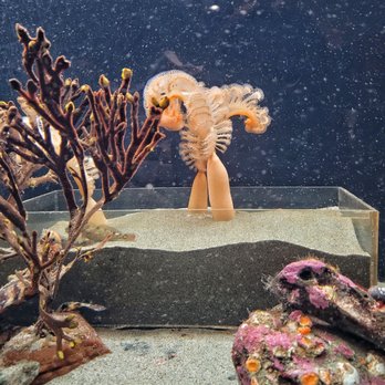 Seaside Aquarium - 05.24.21 - Aquariums Near Me - Seaside, Oregon