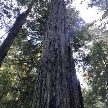 Matt Davis-Steep Ravine Loop - Looking up at these beautiful Redwoods - Hiking Near Me - Stinson Beach, California Matt Davis-Steep Ravine Loop - Looking up at these beautiful Redwoods - Hiking Near Me - Stinson Beach, California