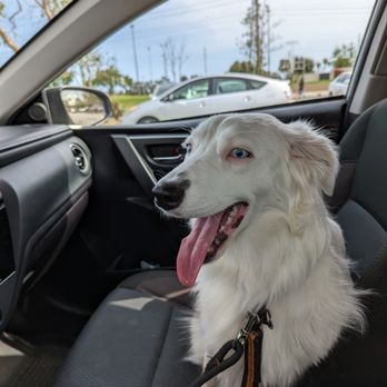Bline's Awesome Aussies - Pet Breeders Near Me - Citrus Heights, California