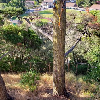 Bob's Firesafe Team - Tree climber with gear - Tree Services Near Me