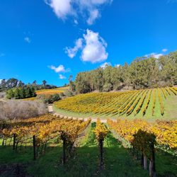 Alfaro Family Vineyard & Winery