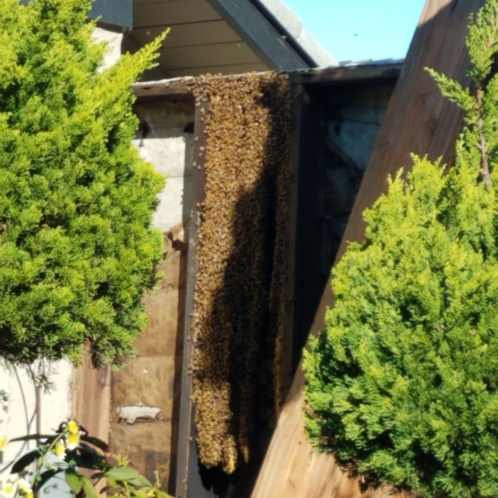 Bay Area Beebusters - The main hive. HUGE. - Pest Control Near Me