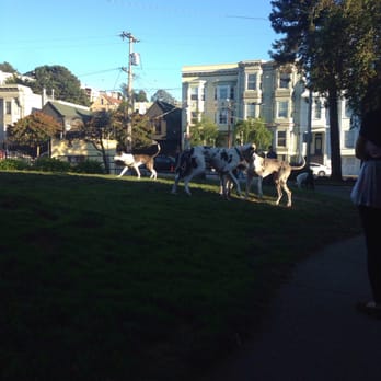 Cole Valley Dog Park - Dogs playing in the small little grass area - Dog Parks Near Me - San Francisco, California