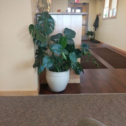 Beers Family Dentistry - Lovely LIVE plants