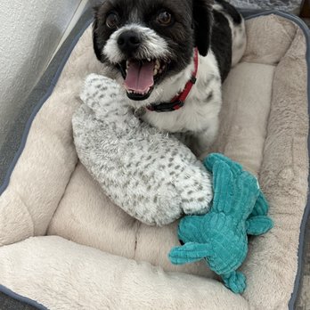 HomeGoods - New bed and toys for Louie - Home Decor Near Me - Elk Grove, California HomeGoods - New bed and toys for Louie - Home Decor Near Me - Elk Grove, California