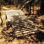 Photo of Bosque Panul