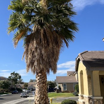 Ezra Tree Service - Giant palm tree - Tree Services Near Me Ezra Tree Service - Giant palm tree - Tree Services Near Me