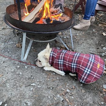 American Oak Distillery - Bentley the Distillers dog who likes to stay warm by the fire on Saturdays! - Distilleries Near Me - Warrensburg, New York American Oak Distillery - Bentley the Distillers dog who likes to stay warm by the fire on Saturdays! - Distilleries Near Me - Warrensburg, New York