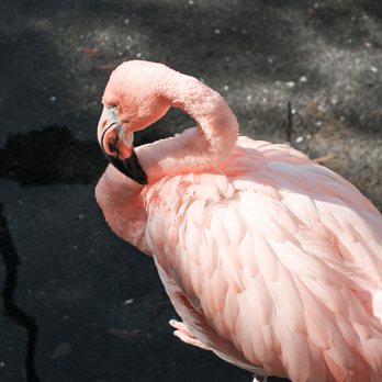 Sylvan Heights Bird Park - Parks Near Me - Scotland Neck, North Carolina Sylvan Heights Bird Park - Parks Near Me - Scotland Neck, North Carolina