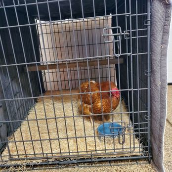 Country Veterinary Clinic - Veterinarians Near Me - Live Oak, California Country Veterinary Clinic - Veterinarians Near Me - Live Oak, California