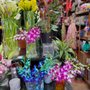 Photo of Flowers By Giorgie