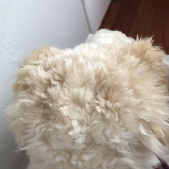 Paws Palace - Full Dog Groom (Includes Haircut) - Pet Groomers Near Me - Santa Clara, California