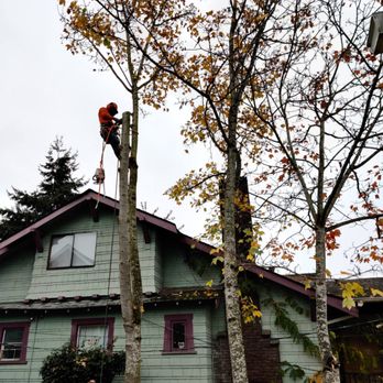 Sky Tree Service - Fast work, very close to a house and a fence, no damage. - Tree Services Near Me Sky Tree Service - Fast work, very close to a house and a fence, no damage. - Tree Services Near Me