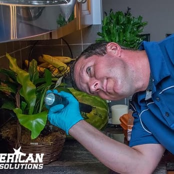 American Pest Solutions - Pest Control Near Me - Hartford, Connecticut American Pest Solutions - Pest Control Near Me - Hartford, Connecticut