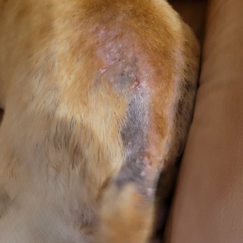 Cain's Dog House - raw from scratching - Pet Sitting Near Me - Pensacola, Florida