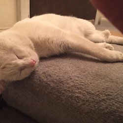 CHA Animal Shelter