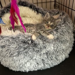 Monkey the kitten! Monkey the kitten!