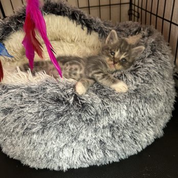 Bayview Veterinary Center - Monkey the kitten! - Veterinarians Near Me - San Diego, California Bayview Veterinary Center - Monkey the kitten! - Veterinarians Near Me - San Diego, California