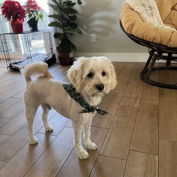 Nikki's Pet Spa - Last groomer - Pet Groomers Near Me - Norco, California