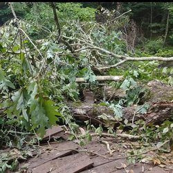 Hall's Tree Service - Storm Mitigation Services