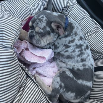 Frenchies Kingdom - Pet Stores Near Me Frenchies Kingdom - Pet Stores Near Me