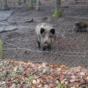 1. Wildpark Betzenberg
