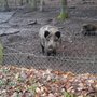 Photo of Wildpark Betzenberg