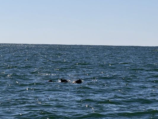 Crazy Sister Marina by null