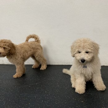 Downtown Dogs - Pet Boarding Near Me - San Jose, California