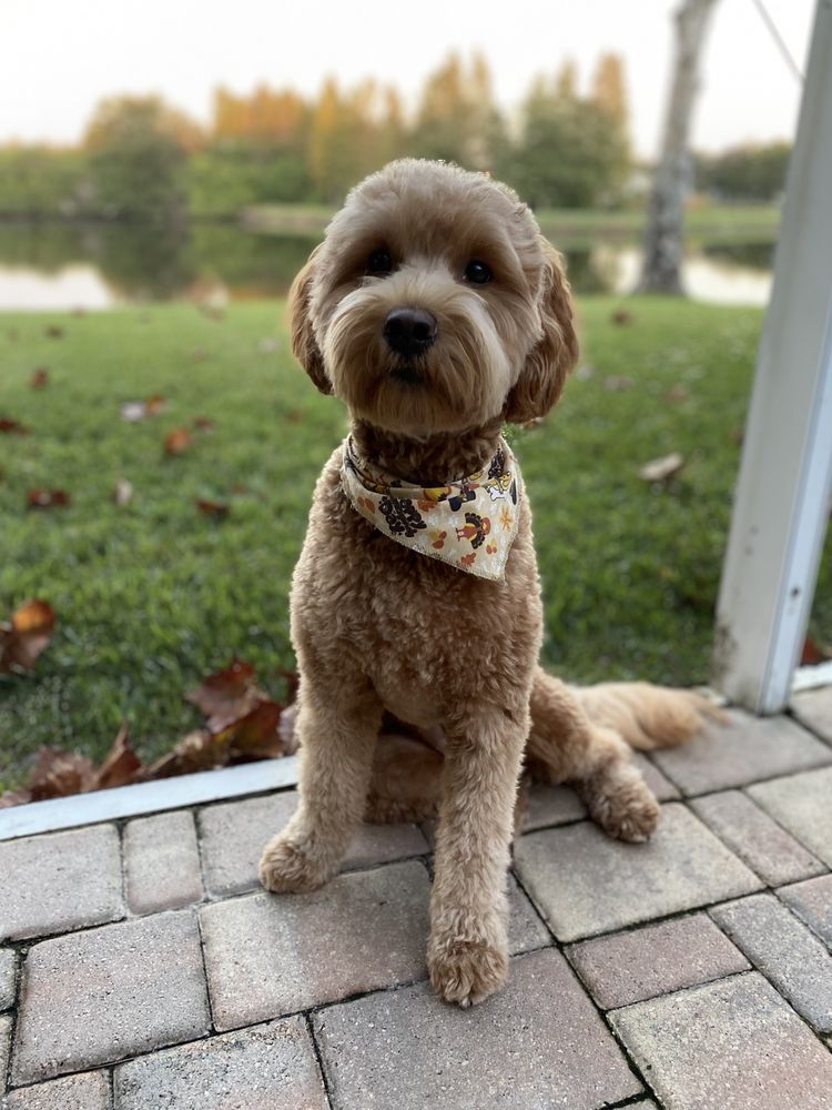 Sakura Pet Grooming Image