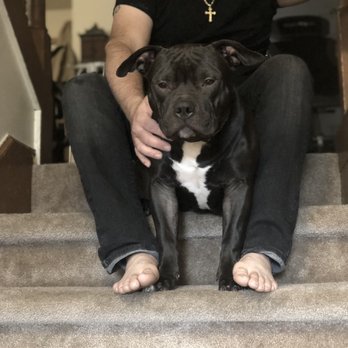 A Very Important Pet - Pet Sitting Near Me - Clearwater, Florida A Very Important Pet - Pet Sitting Near Me - Clearwater, Florida