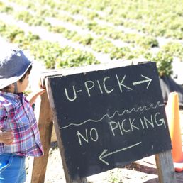 They made it easy for you. Pick in the U-Pick designated area for the best strawberries. They made it easy for you. Pick in the U-Pick designated area for the best strawberries.