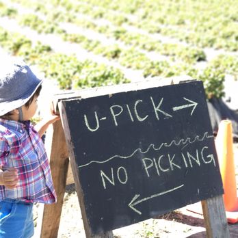 Coastways Ranch - They made it easy for you. Pick in the U-Pick designated area for the best strawberries. - Fruits & Veggies Near Me - Pescadero, California Coastways Ranch - They made it easy for you. Pick in the U-Pick designated area for the best strawberries. - Fruits & Veggies Near Me - Pescadero, California