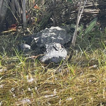 Captain Mitch's Airboat Tours - Gator - Boat Tours Near Me - Naples, Florida Captain Mitch's Airboat Tours - Gator - Boat Tours Near Me - Naples, Florida