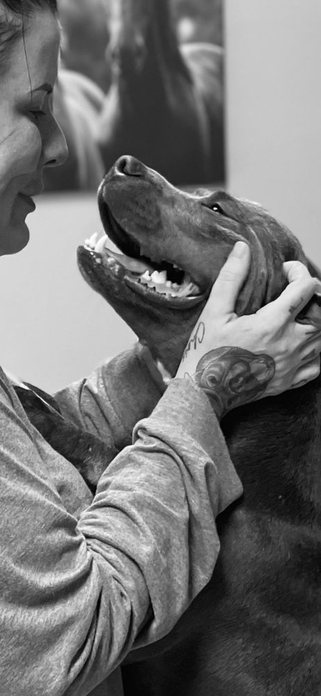 Go Fetch Dog Daycare and Boarding - pet boarding facility in Huntsville, AL
