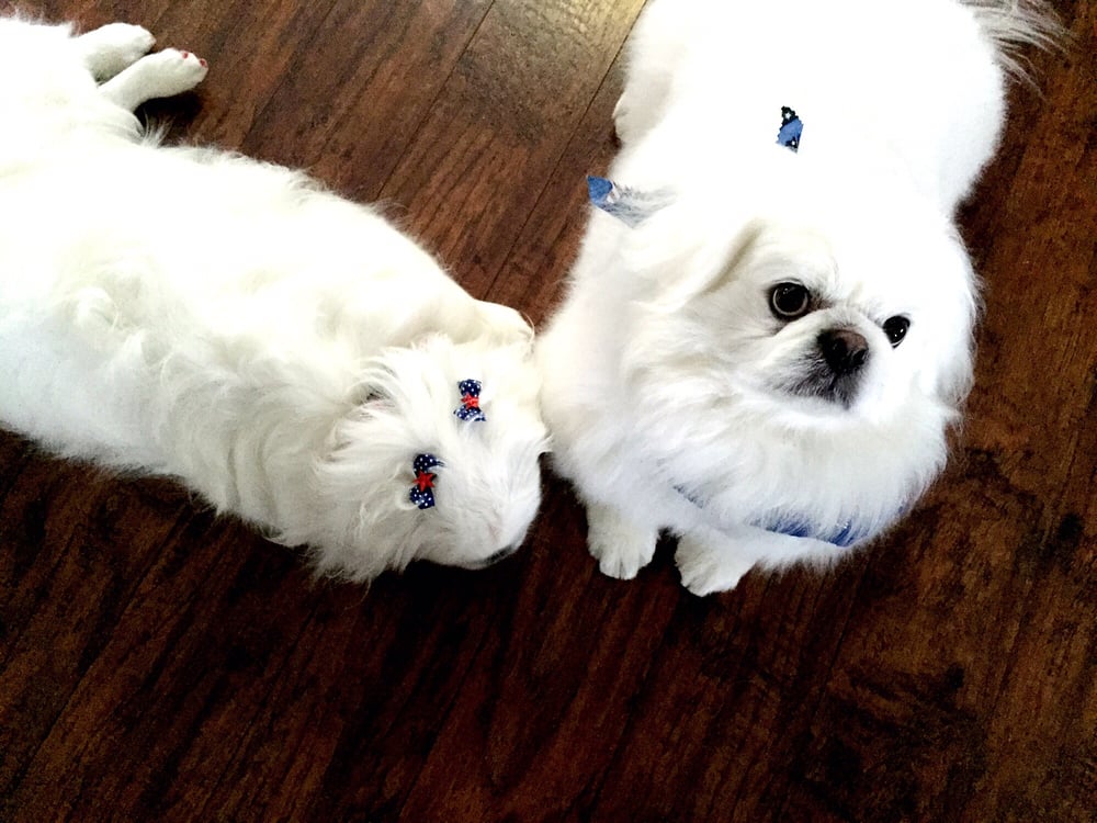 ROCKSTAR PET SALON Updated July 2024 4124 E Grand River Ave, Howell