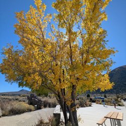 Mono Lake Visitor's Center - Tree in front of the visitor center