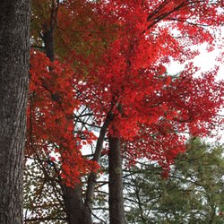 Rest n' Nest Campground