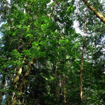 Horne Lake Cave Tours - Trees - Tours Near Me - Courtenay, British Columbia