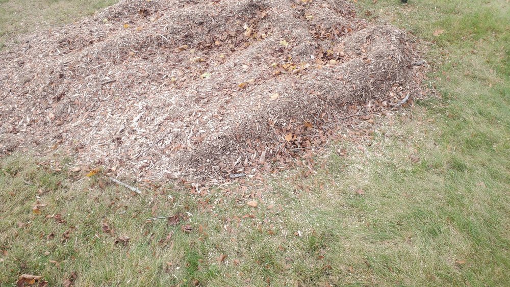 AMAZON TREE SERVICES - Updated February 2026 - 16 Photos & 16 Reviews ...