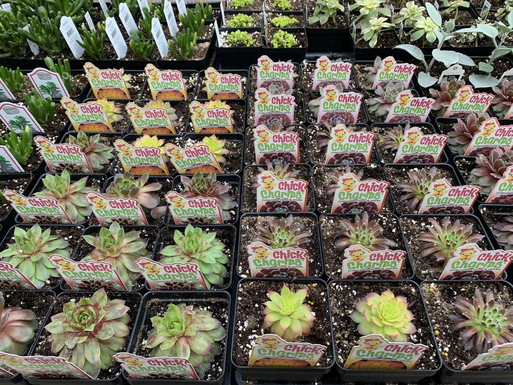 SUNSET GREENHOUSE Updated June 2024 44 Photos 1023 Sunset Rd