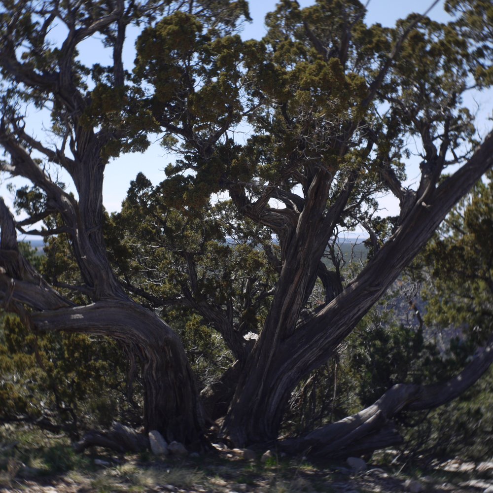 Hermits Rest Snack Bar - Tree living on the edge - Restaurants Near Me - Grand Canyon, Arizona Hermits Rest Snack Bar - Tree living on the edge - Restaurants Near Me - Grand Canyon, Arizona
