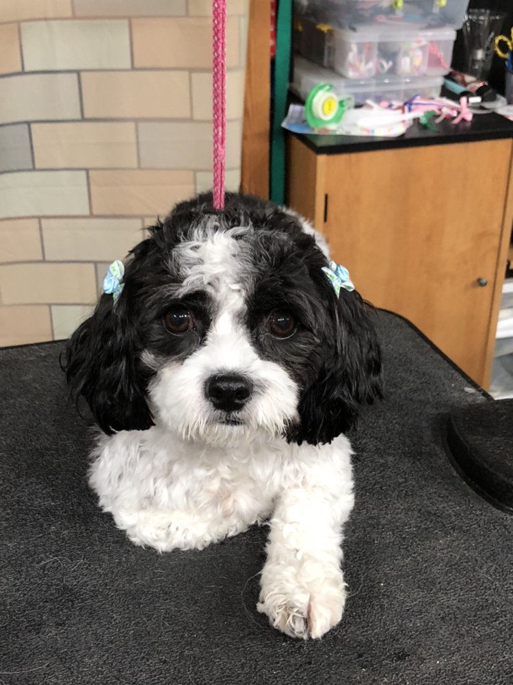 WOOFS & WHISKERS GROOMING SALON 821 W Main St, Valley View, Pennsylvania Pet Groomers