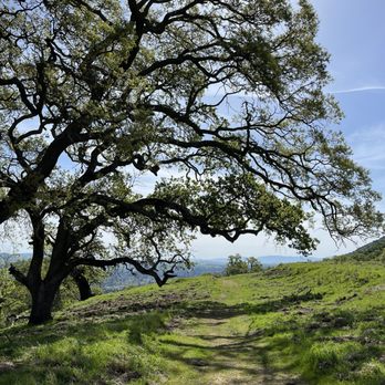 Las Trampas Regional Wilderness - Ringtail Cat trail - Parks Near Me - San Ramon, California Las Trampas Regional Wilderness - Ringtail Cat trail - Parks Near Me - San Ramon, California