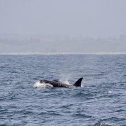Orca Orca