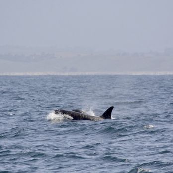 Discovery Whale Watch - Orca - Whale Watching Tours Near Me - Monterey, California Discovery Whale Watch - Orca - Whale Watching Tours Near Me - Monterey, California